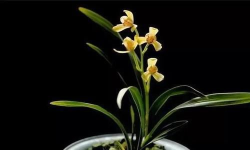 你觉得兰花怎么样？