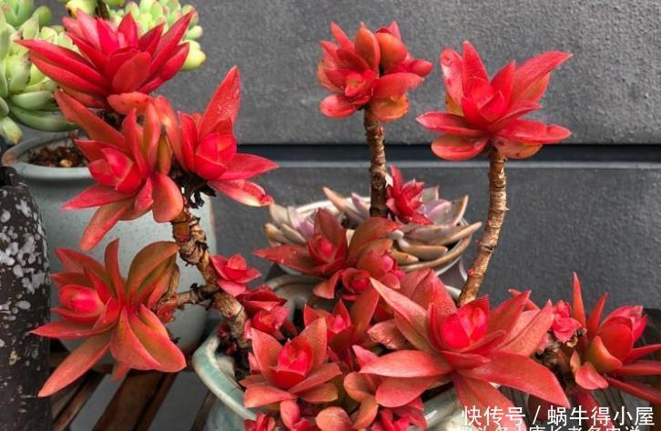 多肉火祭算不算好品种?看完它的优点和缺点,我想大家自有定论