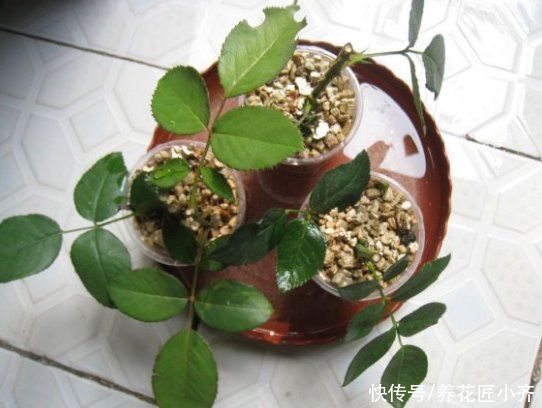 修剪|月季扦插其实非常简单，趁着花后修剪，选对枝条，掌握技巧生根快