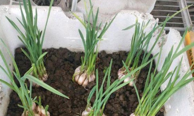 泡沫箱别丢!掰一块扦插养花,省钱实用,用途极广