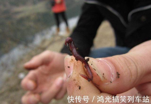 味型|蚯蚓钓鱼这样加工,诱钓效果起码翻一倍