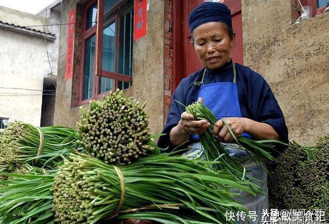 叶韭菜|买韭菜时，挑宽叶还是细叶，菜农：别再挑错了，难吃还浪费钱