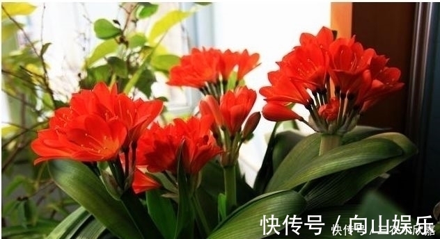 毒碱|家里养花不要瞎眼!这6种花旺财又养人,有2种花是大忌!