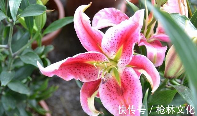 阳台养几株“百合花”,不知道攻略怎么开花,只长枝条不冒花苞