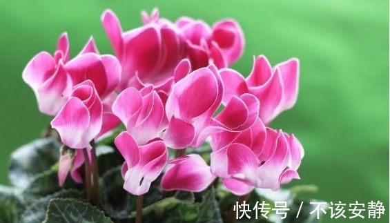 几款花卉，幽香暗淡，花型圆滚惹人爱，新手也能养很好