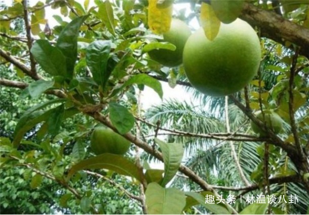 世界上脾气最暴躁的树,20米内无人敢接近,破坏性极强