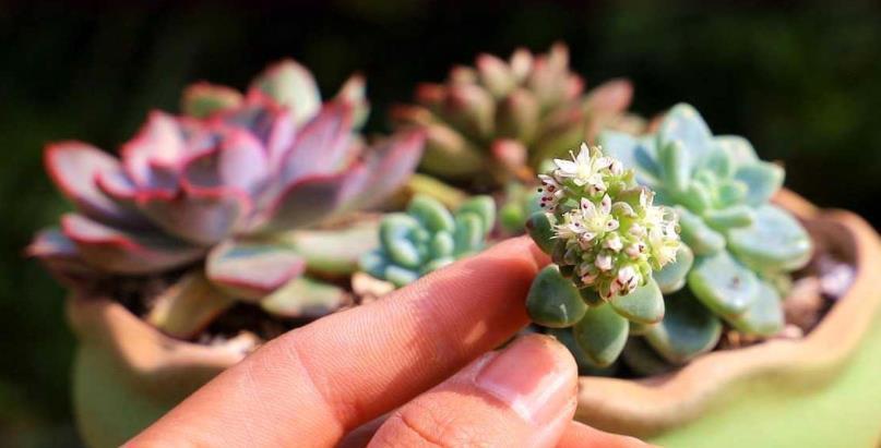 移栽|天热叶插多肉:生根、幼苗阶段得格外养护!