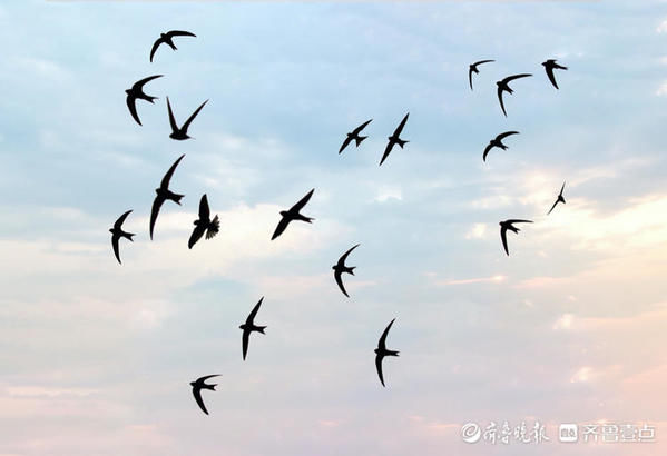 新景|济南新景，大明湖南门上空近百只雨燕飞