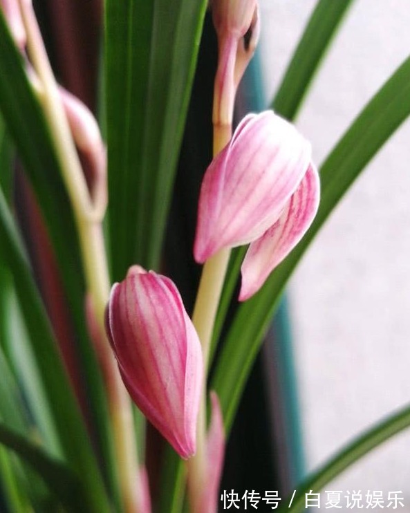 浇水|9月养兰花,做好2“润”,花芽呼呼冒,花香十里