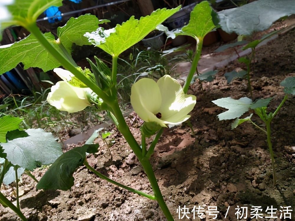 秋葵|这4种食物被称为“抗癌蔬菜”，建议大家多吃，还能保护心脑血管