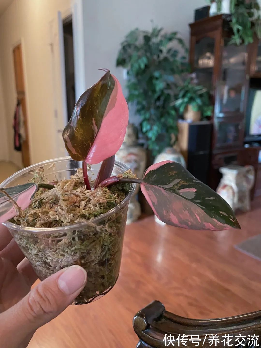 上百块一盆的粉公主蔓绿绒，比粉刚果蔓绿好太多，适合你养吗？