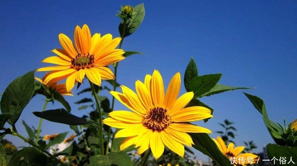 深秋|深秋是腌菜的季节,教你用老方法腌鬼子姜,比腌萝卜香多了