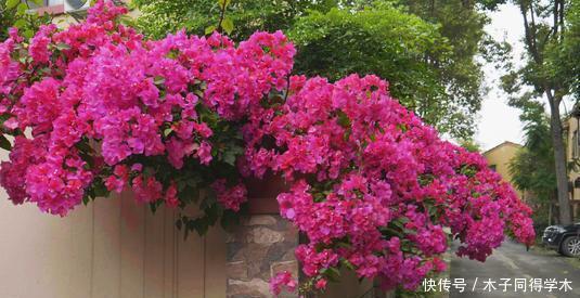 夏天种下4种花,漂亮好养不怕晒,越晒太阳花越多,绽放层叠群花