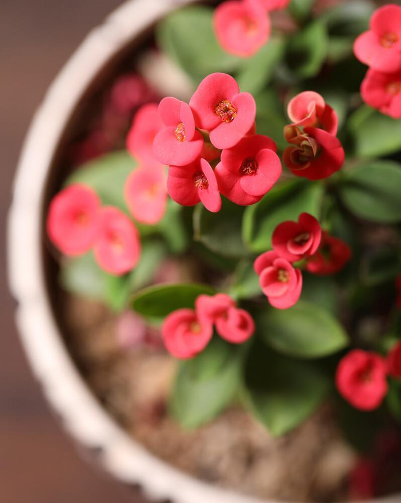 想要窗台美美哒，8种花草养起来，一晒就开花