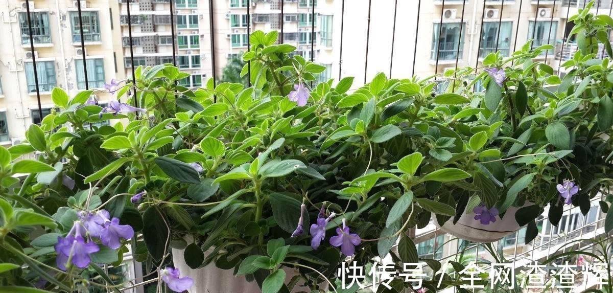 花盆里开出小海豚?养花做好这4点,一年四季都能赏花!