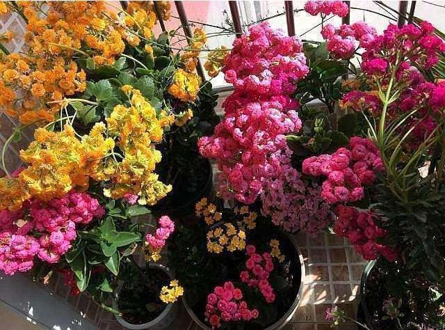 满头|她家的长寿花,满头花苞,一茬接一茬,原来是浇了“这种水”!