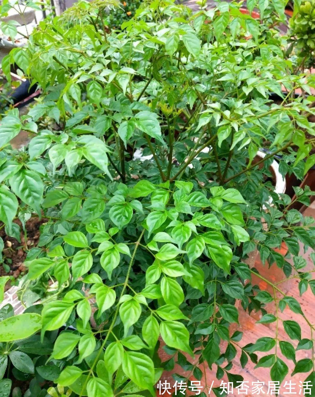花苞|天热了,20种花最怕浇水,浇得越多,死得越快!