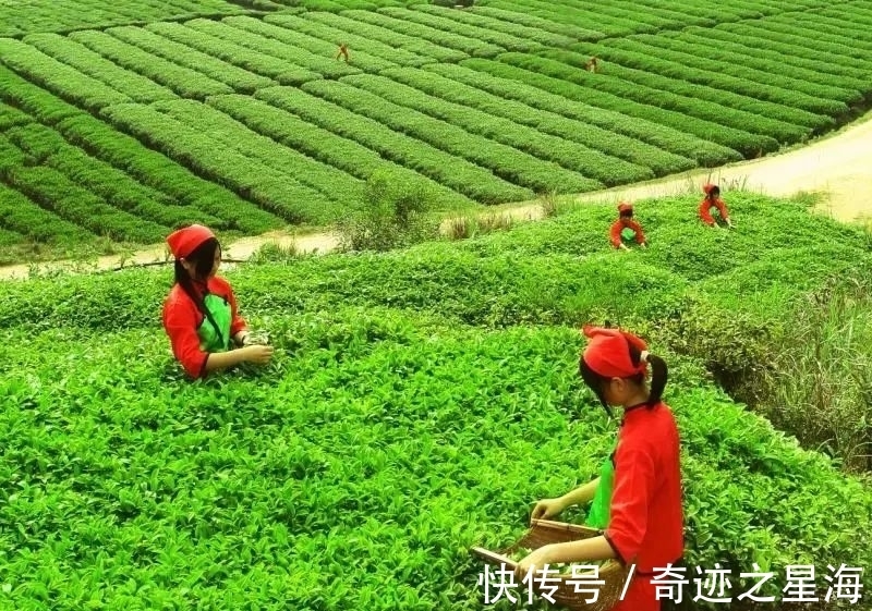 小北山#非遗广东|“鸟啄茶”——玉湖炒茶制作技艺