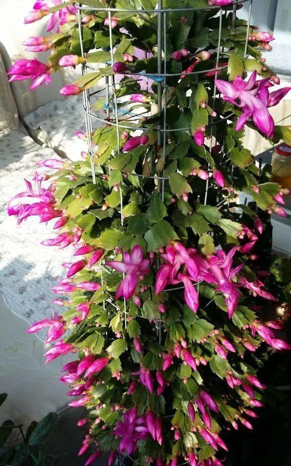 冷天,蟹爪兰有5怕,避开才能长满“钢片叶”,一年比一年开花多