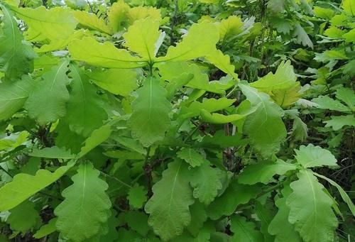 这树叶清香开胃，做饼是一绝，一到春天满山摘，或许你家山上有