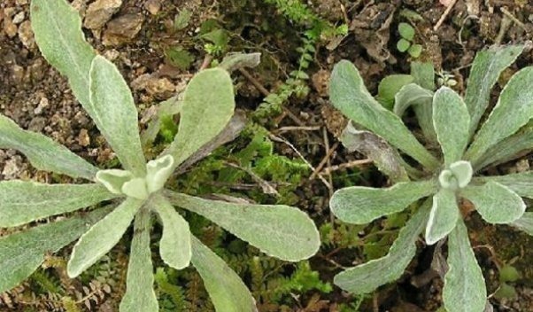 野生蔬菜|以下四种天然的“止咳药”,漫山遍野都是,农村的人很爱吃