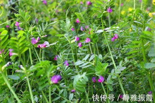 豌豆|农村路边常见的中草药,功效强大,认识3种就很厉害