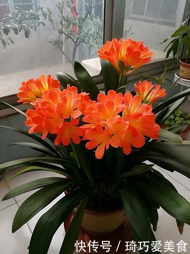 君子兰肥足长得壮，4种“肥水”轮着浇，10枝花箭一起蹿出来