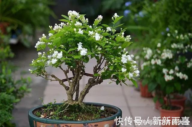 绣球|3种花养在小盆里,2年变老桩,茎干粗壮开花香,1次能开50朵