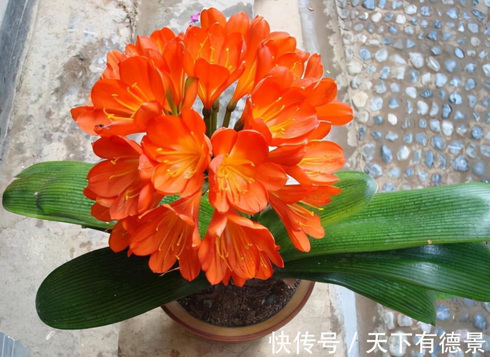 想要“养好”君子兰,建议改掉“3个坏习惯”,做对2件事