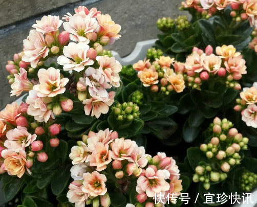 长寿花如何水培教你3个小妙招,水培的长寿花更加旺盛开花还多