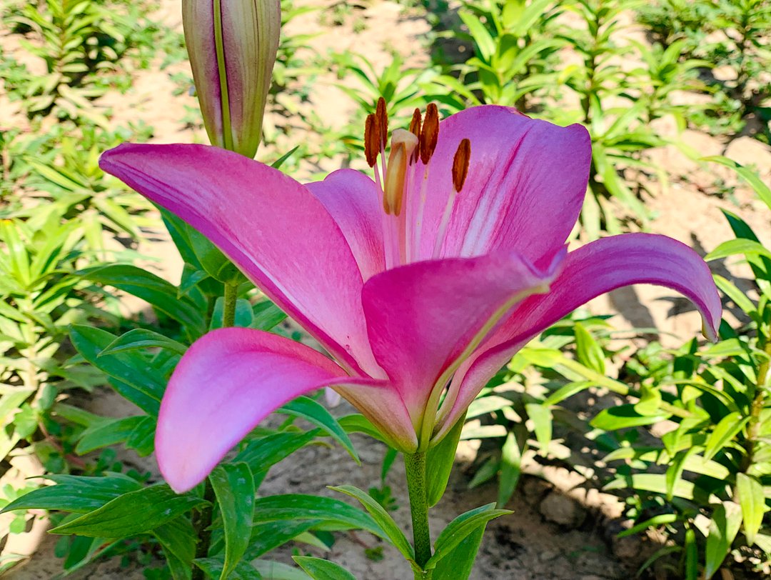 花海|必打卡！临河这些花海已盛开