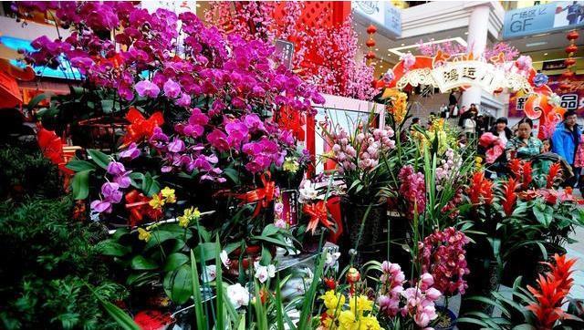 春节必买的5种花,每1种都很好看很喜庆,欢欢喜喜过大年