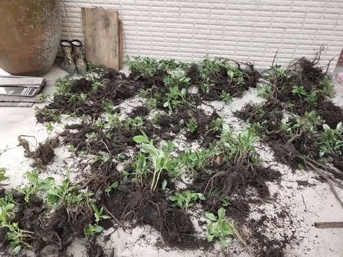 中年|一种人参,南方当菜种,只吃叶子不挖根,殊不知根部珍贵