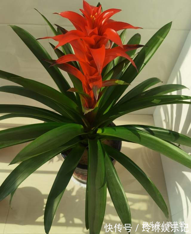 4种好运花,“养人”又吉祥,放在家里显“高级”,建议养一盆