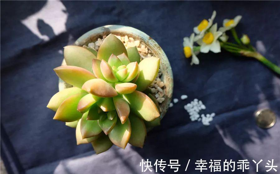 难怪刚入手的多肉会死,换盆时注意这4点,多肉一栽就活