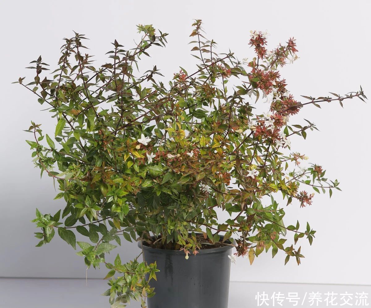 盆栽|花开灿烂的六道木，养成盆栽也好看，来看看不同的品种