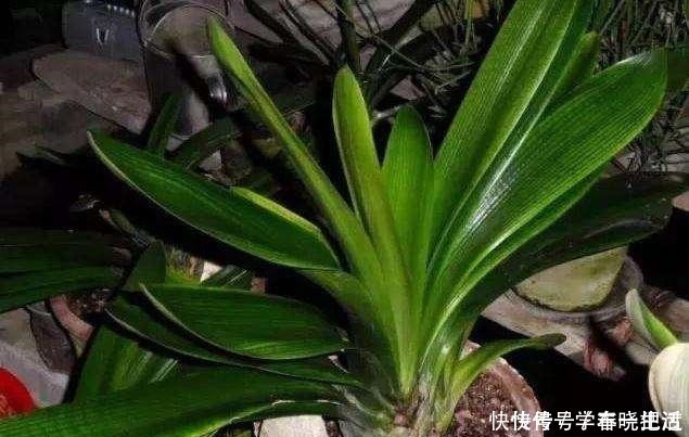 僵苗|君子兰不见长,是僵苗还是养护不当教你“4招”,快速恢复活力!