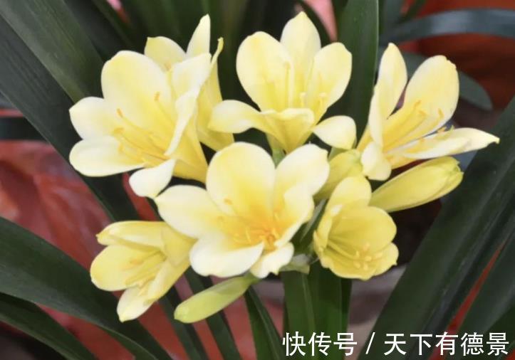 肥厚|君子兰怎么养护长势良好?避开5怕,叶片肥厚开花艳丽