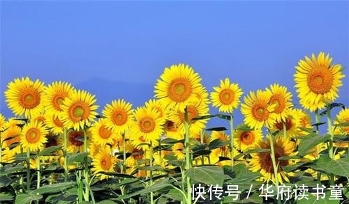 钱包|8月份，好运来临，财运大翻身，财源广进，钱包鼓鼓，无忧无虑