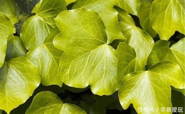 常春藤|卧室就养4种花,“养人”又养气,不是没有道理