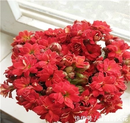 只用一招,长寿花长得又矮又茂盛,开花刹不住