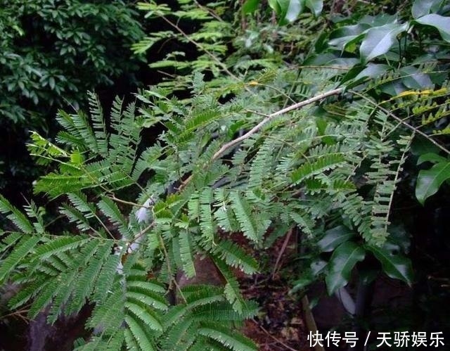 它被誉为野菜中的“臭豆腐”，味道难闻一斤却卖60，若遇见别错过