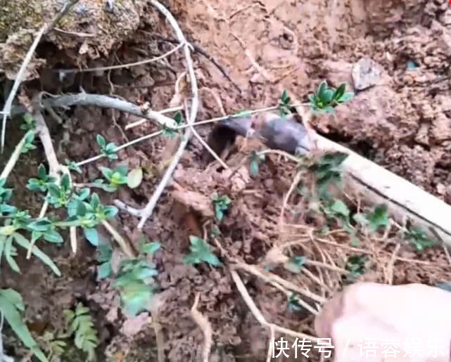 猪肉|乡下山坡下一种草根，用来炖猪肉专治牙痛，效果比吃药还好