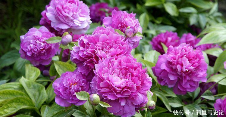 玛格丽特|适合懒人养的花,一年开花200天,对待新手很友好四季绚烂