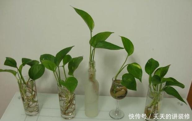 轻松|教你在家水培绿萝,多注意2点细节,枝叶轻松爆满盆,忒美