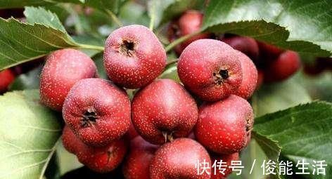 消化不良|山楂泡水喝的功效与作用及禁忌,千万要注意了,现在知道还不晚