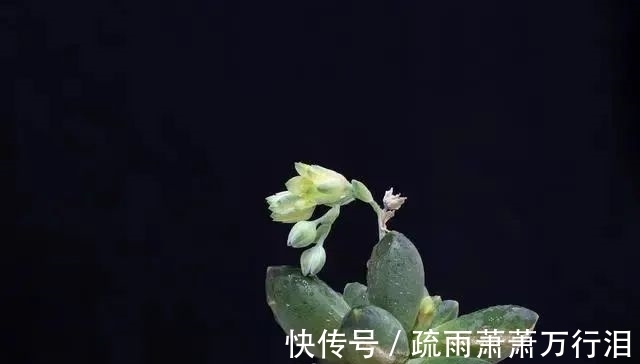 栽种多肉植物,不管状态如何,4大“原则”不要触碰!