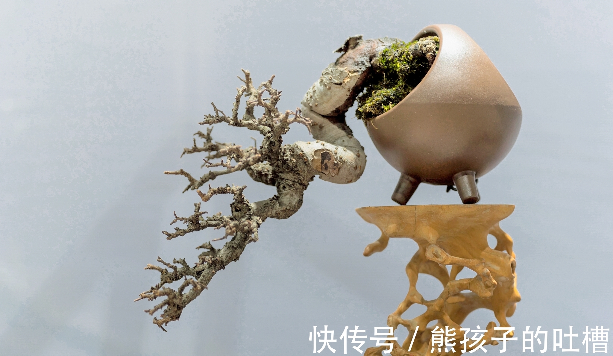 DIY树桩盆景的制作流程和养护事项