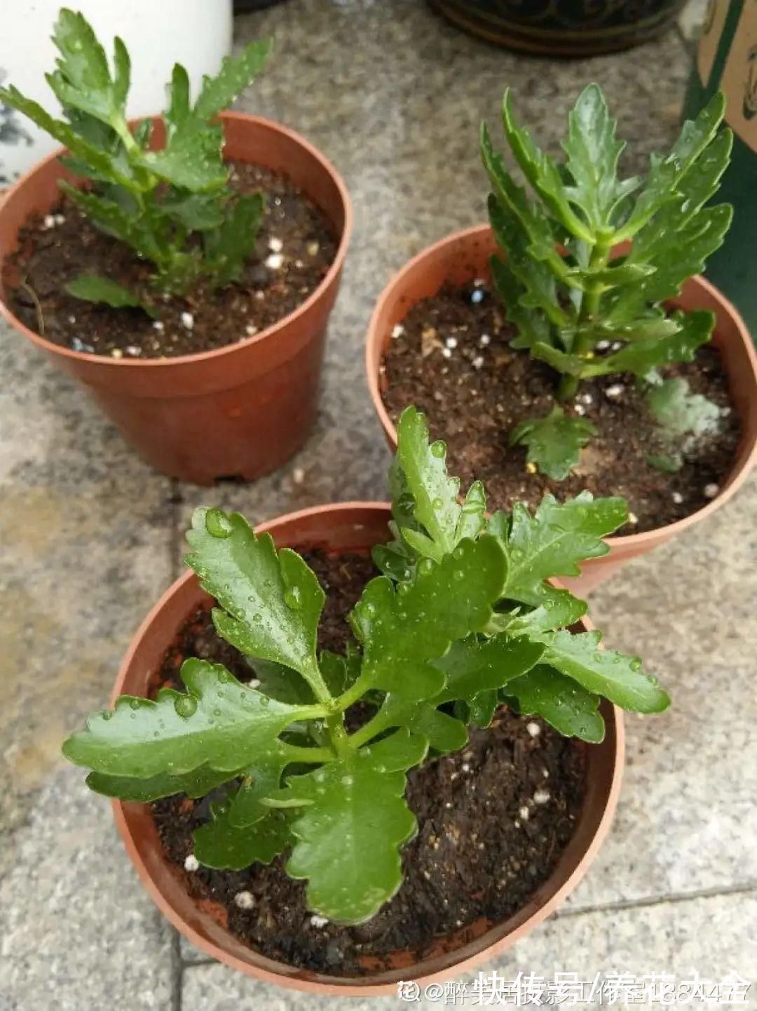 养花大棚倒闭，“贵货花”路边扔了一地，后悔没带个大麻袋