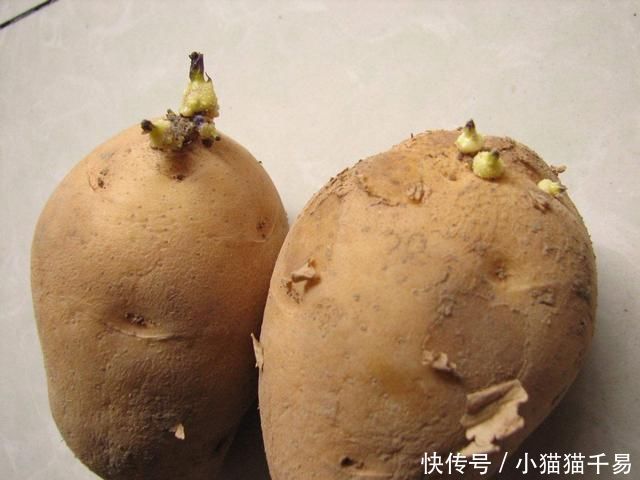 土豆|生姜、土豆吃不完,就扔“花盆里”,长成漂亮盆栽,结出丰硕果实